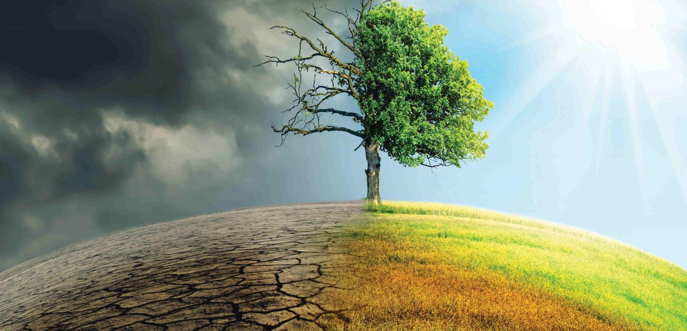 Climate Change represented by a split image of a healthy tree and a dead tree