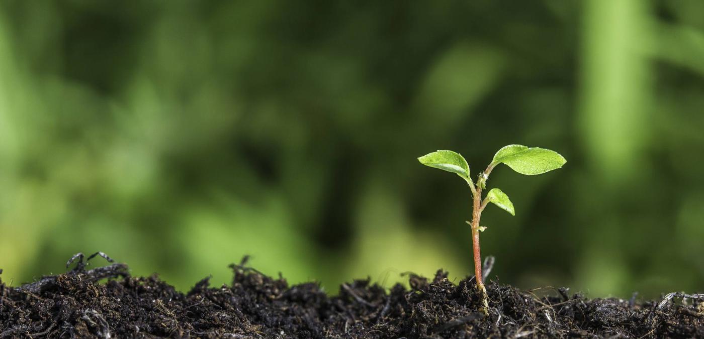 Environment. image of a seedling