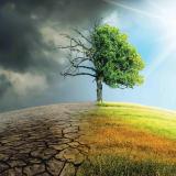 Climate Change represented by a split image of a healthy tree and a dead tree